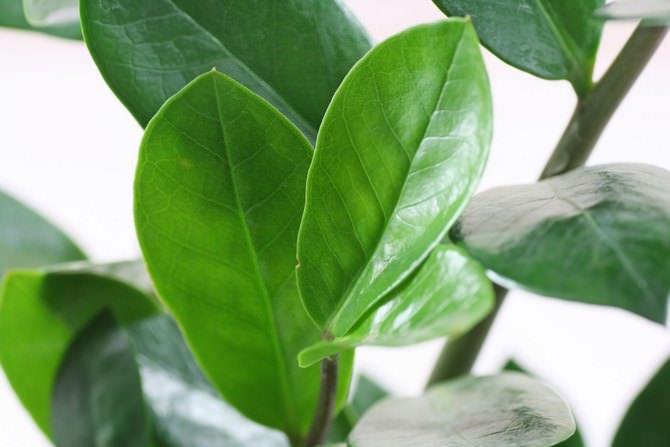 Листва замиокулькаса кожистая, глянцевая, темно-зеленая, яйцевидная, тесно расположенная на короткой стеблевой части